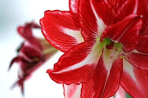 Amaryllis Christmas Star Bulb image