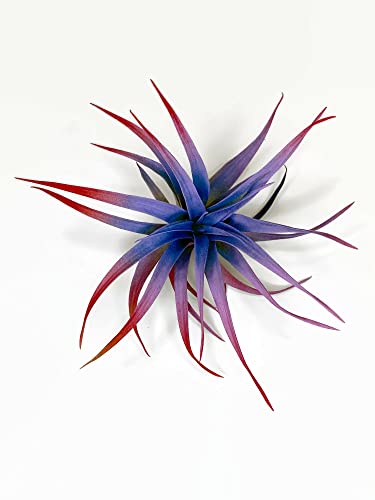 Colored Capitata Air Plant, Tillandsia Air Plant, Airplant, Air Purification, House Plant, Home Decor & Gift, Live Plant (Rainbow) #TOP1