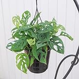 観葉植物 モンステラ オブリクア エクスピラータ 5号 吊鉢 1鉢 Monstera obliqua 'Expilata' マドカズラ 希少品種 つる性 はなみどり