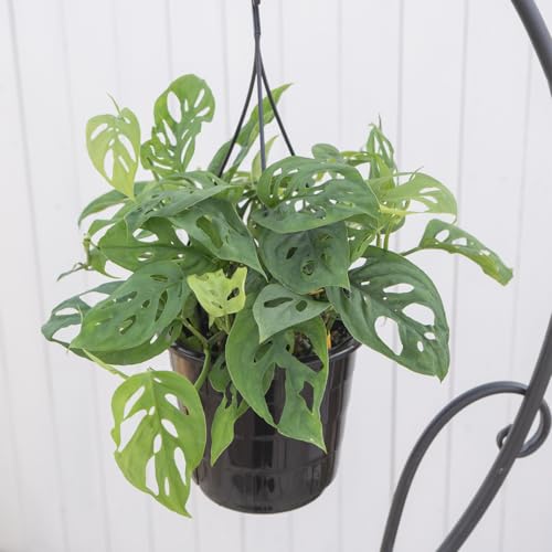 観葉植物 モンステラ オブリクア エクスピラータ 5号 吊鉢 1鉢 Monstera obliqua 'Expilata' マドカズラ 希少品種 つる性 はなみどり