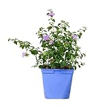 Lantana Rastrera Natural Planta de Exterior de Fácil Mantenimiento