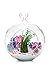 Air Plant Terrarium Kit | Ocean Color Pop | Natural Accents Series | Complete Tillandsia Gift Set | 4” Glass Globe | Nautical Crush Trading TM (Live Air Plant)