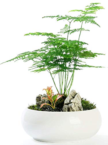 Farnpflanzen Samen 6 Stück (Spargel Setaceus) Spitze Spargel Farn Bio Frische Premium Pflanzen Samen zum Pflanzen Garten Outdoor Yard