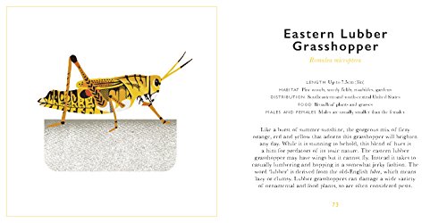 The Little Guide to Bugs