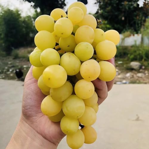 50 pcs Weintrauben Pflanzen Samen - obstbaum dekopflanzen Traubenkerne samen, Vitis vinifera, obstbäume deko pflanzen bio saatgut säulenobst dekoration wohnzimmer seed best of säulenobstbäume 50 pcs Weintrauben Pflanzen Samen - obstbaum dekopflanzen Traubenkerne samen, Vitis vinifera, obstbäume deko pflanzen bio saatgut säulenobst dekoration wohnzimmer seed best of säulenobstbäume