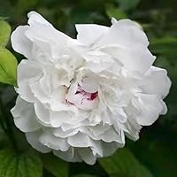 🌱 【Facilité de plantation】- Avec un taux de germination et de survie élevé, une croissance rapide et une résistance aux intempéries, cultivez facilement de magnifiques fleurs aux couleurs vives, même sans expérience en jardinage. 🌱 【Plaisir de cultiv...