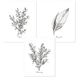 Herb Spices Botanical Rustic Vintage Style Minimalist Line Art Posters Prints Wall Art Decor Black White, Set of 3 (8x10 inches)