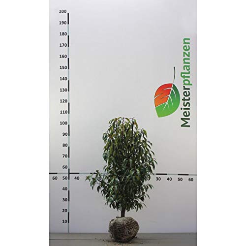 Gardline - Prunus Portugiesischer Kirschlorbeer 50-60 cm. 10-200  Heckenpflanzen. Immergrn - 170 St. (ca. 45,5 Meter) : Amazon.de: Garten