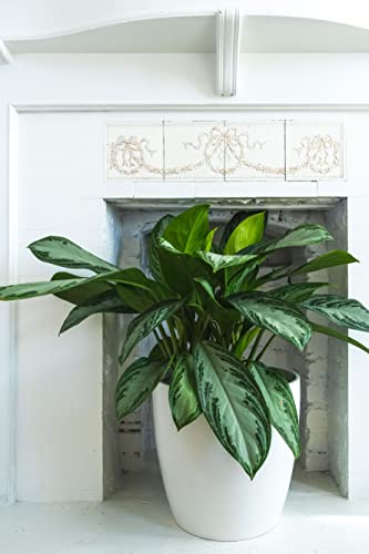 Root And Stock Napa Round Cylinder Fiberglass Planter, White, 22 Inch #TOP2