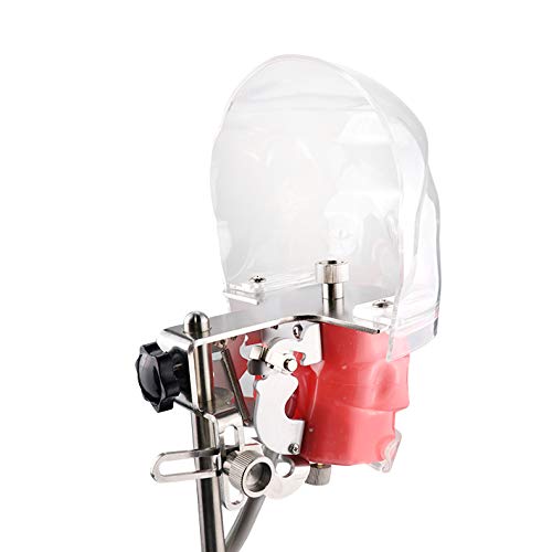 Miniatura 9 de Simulador de boca, cabeza fantasma, modelo de cabeza de enseñanza, fijación en la mesa, modelo de dientes reemplazable, ajuste de 360 grados para