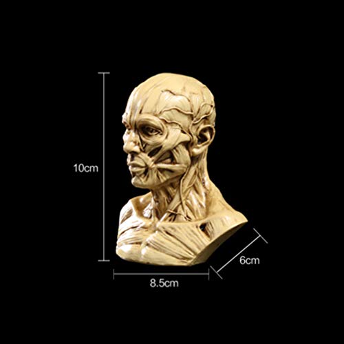 Toyandona Head Anatomy Half Human Model Craft Resin Skull Sculpture Head Muscles Bone For Medical Artist Drawing Study Office Bar Desktop Figurine Decoration (Beige) #TOP1