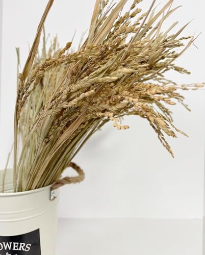 Espigas de Trigo Secas, 100 Piezas Decoración Natural miniatura 3