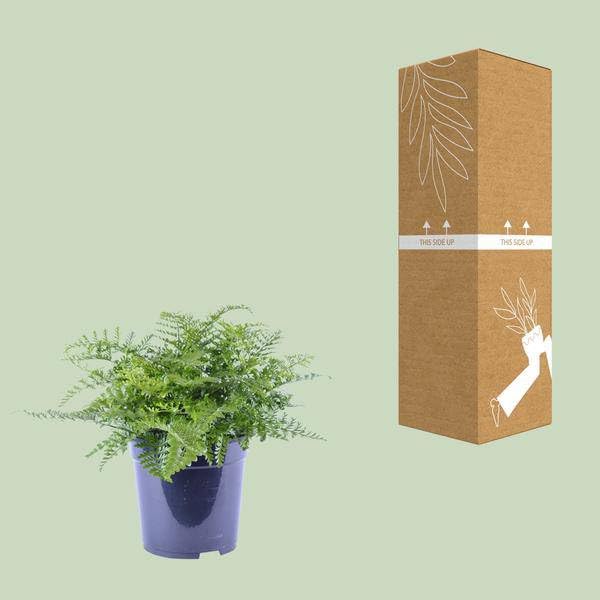 Paproć gnieżdżąca Asplenium Parvati – Ø 21 cm – 40 cm – łatwa w pielęgnacji paproć pokojowa o tropikalnym charakterze – zielona roślina do salonu, biura i sypialni