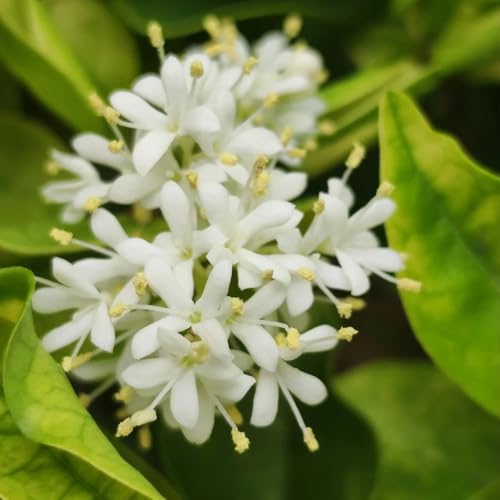 semillas de aligustre - semillas de plantas exóticas, plantas perennes plantas perennes resistentes, arbustos resistentes Cama de balcón, plantas en maceta resistentes Cama elevada, 350pcs