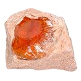 Sie erhalten genau den hier abgebildeten prächtigen und 100% echten Feueropal / Edelopal von Steinfixx
