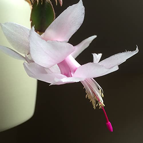 Melissa White Christmas Cactus Plant - Zygocactus - 2" Pot