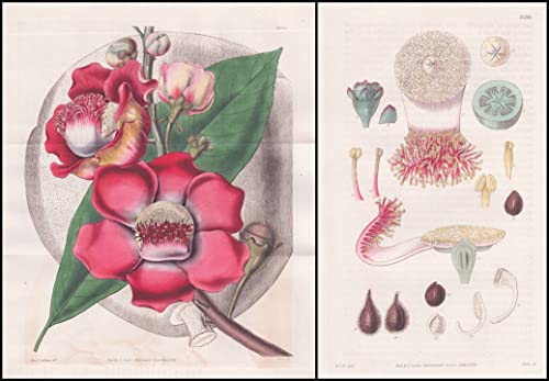 Couroupita guianensis. Guiana couroupita, or cannon-ball tree. Tab. 3158 3159 - Pflanze Planzen plant plants / flower flowers Blume Blumen / botanical Botanik botany / Aus 