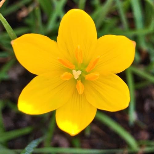 Image of Rain Lily (Zephyranthes) Bulbs by Korrel Seeds - Vibrant Flower Bulbs for Garden & Outdoor Planting - Ideal for Rainy Season Bloom (30, Yellow)