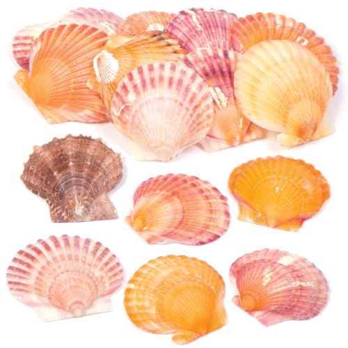 Baker Ross AV168 Mini Scallop Craft Shells - Pack of 250g 3.5cm-7.5cm Assorted Shells Craft Materials Natural Decorations