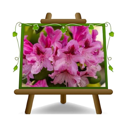 Rhododendron Rose Cosmopolitan – Plantes ornementales – sur pot 28 cm – Croma 50-60 cm