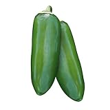 Burpee Jalapeno Gigante Hot Pepper Seeds 30 seeds