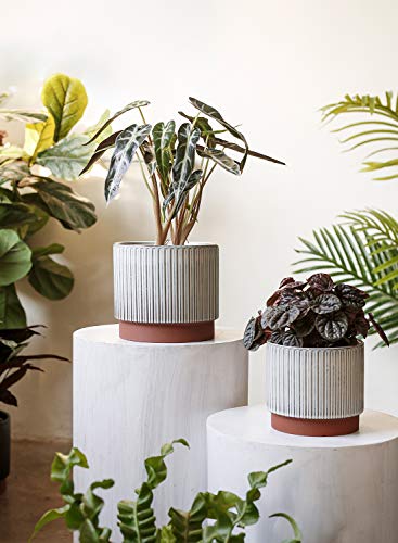 Image of LE TAUCI Ceramic Pots for Plants, 8+6.7+5.5 Inch Plant Pots Indoor, Flower Pot with Drainage Holes, Medium Cylinder Planters for Indoor House Plants, Set of 3, Reactive Glaze White