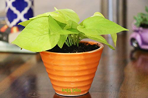 Image of Leafy Tales Canonical Shape Ceramic Pot, Garden, Lawn, Home, Office Decor(Pot only-Set of 6)