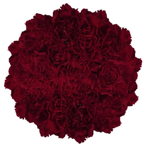 GlobalRose 400 Burgundy Carnations - Fresh Flowers Bouquet for Wedding, Birthday, Anniversary, Bridal Shower, or Home Decor - Flowers Delivery Gift - Thumbnail 4