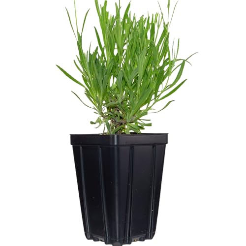 Set of 4 French Lavender Provence Live Herb Plants, Quart Potted, Purple Flowers, Zones 5-11 Stargazer Perennials Set of 4 French Lavender Provence Live Herb Plants, Quart Potted, Purple Flowers, Zones 5-11 Stargazer Perennials