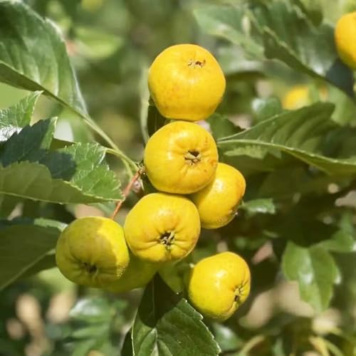 Semi di biancospino、vaso per,albero per giardino da frutto colonnari,semi di giardino to,regali per gli amanti del giardino 50pcs