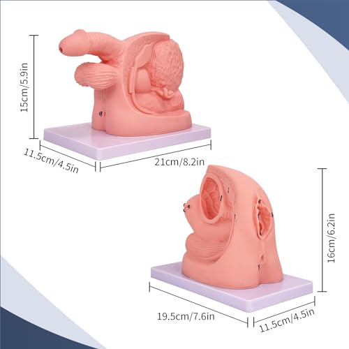 Image of 2Pcs Catheterization Model Male Female, Catheter Model Internal External Genital PVC Anatomy Model Nursing Practice for Medical Clinical Teaching and Practical Training