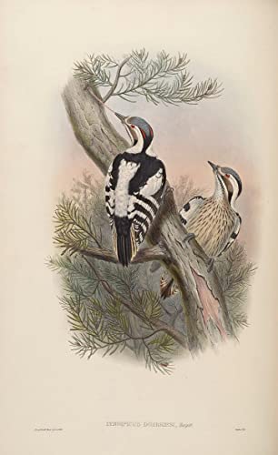 Toile oiseau Iyngipicus Scintilliceps Gould 60x90cm pour decoration salon nature