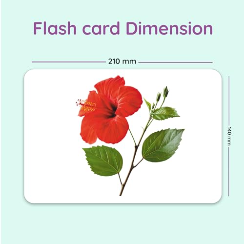 Image of Hungry Brain Flowers Flash Cards for Toddlers & Kids | Montessori Early Learning Cards for Babies | Educational Toy for Ages 3 Months to 6 Years | Fun Preschool Activity & Gift