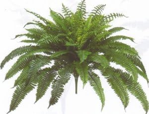 One Designer Quality 50 Inch Spread 92 Branch Artificial Silk Boston Fern Bush Plant Indoor Only