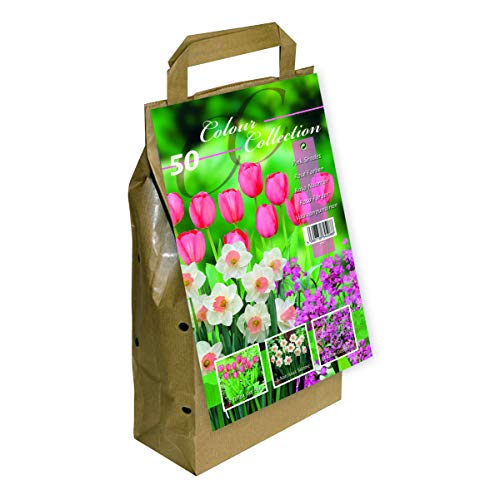 GreenBrokers Pink Colour Collection Spring Flower Bulbs (Pack of 50)