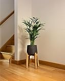 Perfect Plants Areca Palm Large Indoor House Plant Real Tropical Plants 25-30cm Tall with Lush Foilage - Image 6