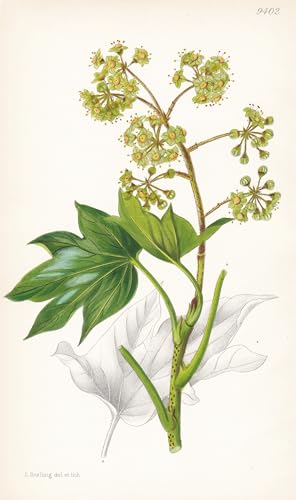 Fatshedera Lizei. Tab 9402 - Pflanze Planzen plant plants / flower flowers Blume Blumen / botanical Botanik botany / aus 