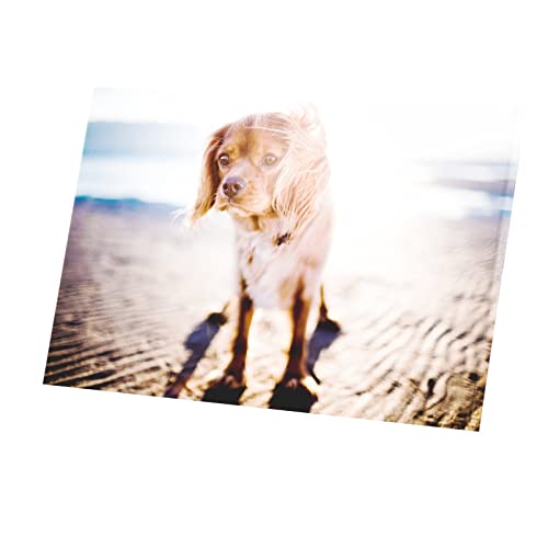 Tableau Cavalier King Charles plage : habillez un grand mur vide avec style