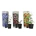 Plant in a Box - Super-fruits - Mélange de 3 - Arbres fruitiers - Lycium barbarum, vaccinium corymbosum, vaccinium macrocarpon - Pot 9cm - Hauteur 25-40cm