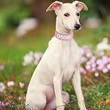 PET ARTIST 5CM Personalisierte PU Leder Hundehalsband für großen Hund. Weiches Dickes Gepolstertes Hundehalsband mit Großem Namen für Rottweiler Mastiff Dogge, rosa XL