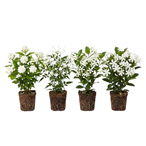 Jasmine Plant Live 4-7 Inches Tall Fragrant Flowering Vine for Garden Patio Containers and Indoor Growing (Random Jasmine)