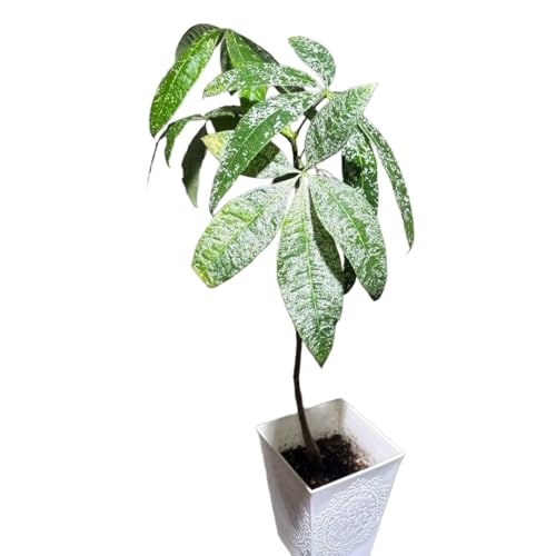 観葉植物 パキラミルキーウェイ」の人気商品一覧 | 安い商品を通販