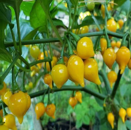100pcs Yellow Biquinho Pepper Vegetable Seeds