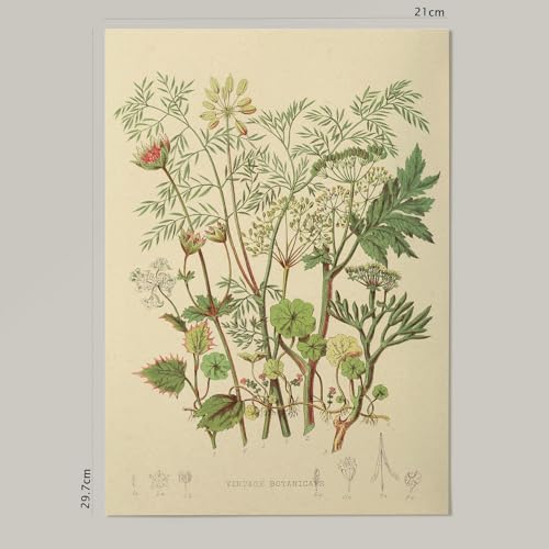 Nacnic Impression artistique Umbellaceinspiré parVintage Blumensammlung. Tableaux décoratifs pour votre salon, chambre, maison. Impression d’art mural. Größen A4