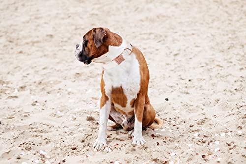Elegant little tail Hundehalsband und Leine aus Leder, Weiß, strapazierfähiges Hundehalsband, Mädchen- oder Jungen-Haustierhalsband, verstellbare Hundehalsbänder für X-Small-Welpen