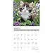 Willow Creek Press, Just Kittens 2026 Wall Calendar, 12'' X 12'', 18-Month Calendar with Stapled Binding