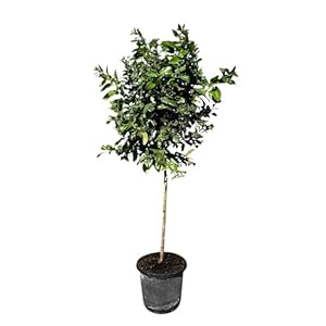 Sunny Tree Zitronenbaum Citrus Limon, 160 Zentimeter