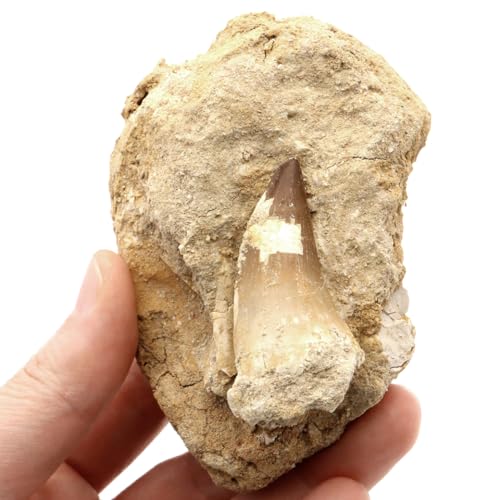 化石のオブジェ、飾り台付き 化石のオブジェ、飾り台付き