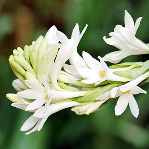 Rajnigandha Double Flowering plant | Fragrant Flower live plant for Pots | Flower Plants for Indoor Home Decor | Night Bloom Flowering plant for Home Garden (B0DBLMJTN4) Amazon Price History, Amazon Price Tracker