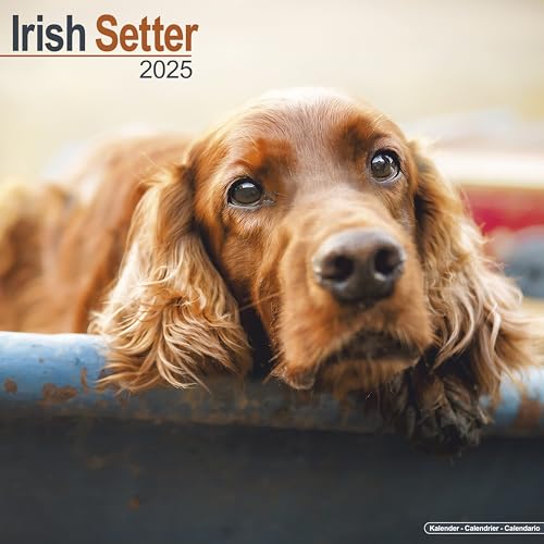 Irish Setter Calendar 2025 | Square Dog Breed Wall Calendar - 16 ...